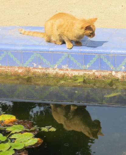 A cat and her reflection. A cat and her reflection.