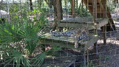 Sundari the leopard was born on November 15, 1996.