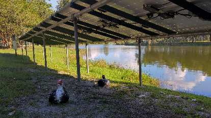 Turkeys beneath some solar panels.