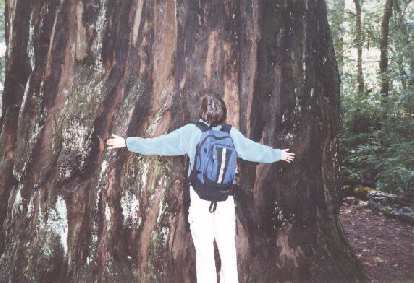 At the start of our hike to Berry Creek Falls, Sarah gives her colossal tree friend a hug.