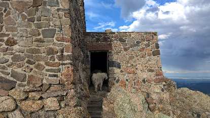 A mountain goat at the stone lookout tower at the top of Harney Peak.