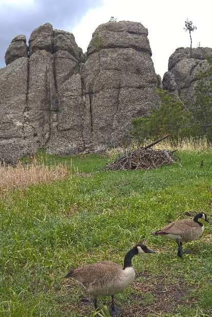 Two geese at Sylvan Lake. (27 May 2016) Two geese at Sylvan Lake.
