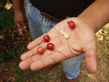 After they are picked, each coffee bean is squeezed to yield two coffee bean halves. After they are picked, each coffee bean is squeezed to yield two coffee bean halves.
