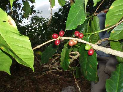To preserve the tree for the next growing season, it is best to twist the beans off of the tree. Hence, Cafe Ruiz only employs hand-picking (instead of a machine) for its beans. To preserve the tree for the next growing season, it is best to twist the beans off of the tree. Hence, Cafe Ruiz only employs hand-picking (instead of a machine) for its beans.