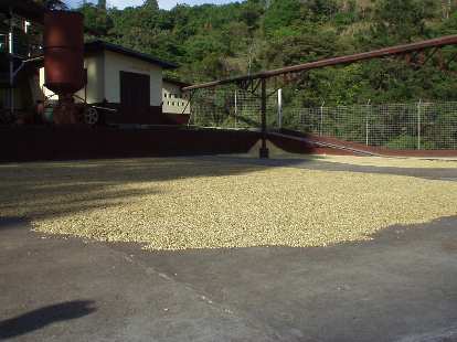 Here, coffee beans are sun-dried.  Apparently, sun-drying yields no taste advantages over stove-drying and takes longer, but uses less energy (and sounds more romantic).