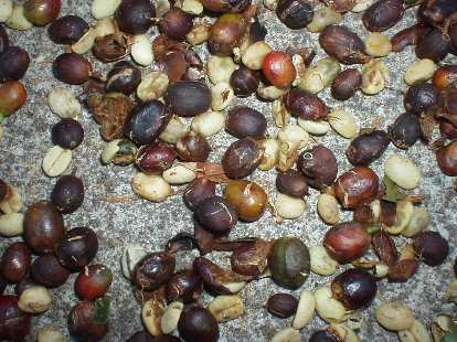 Close-up of the "floater" beans. They are dubbed floaters because they float rather than sink, often because they had been invaded/partly eaten by insects. Close-up of the "floater" beans. They are dubbed floaters because they float rather than sink, often because they had been invaded/partly eaten by insects.