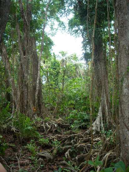 Jungle. Jungle.