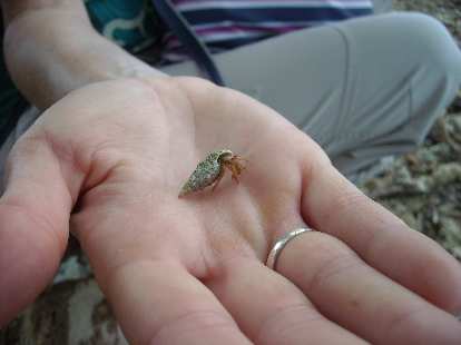 A hermit crab. A hermit crab.