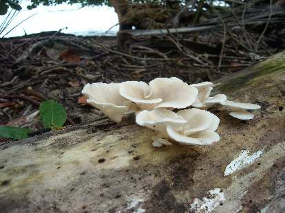Fungi?