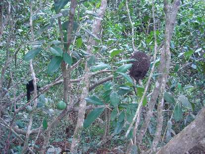 A howler monkey near a termite nest. A howler monkey near a termite nest.