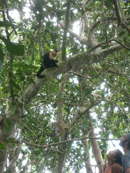 The howler monkey and some tourists. The howler monkey and some tourists.