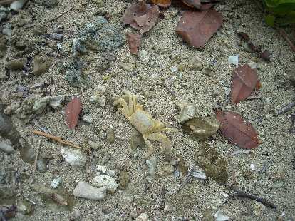 Crab. Crab.