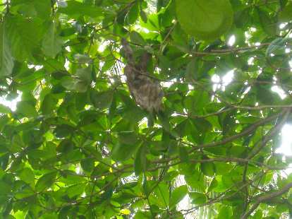 A sloth with its baby in the trees way above. We only spotted it because other tourists were taking photos. A sloth with its baby in the trees way above. We only spotted it because other tourists were taking photos.