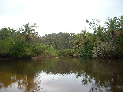 A pond in Cahuita National Park. A pond in Cahuita National Park.