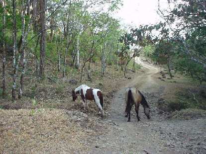 ... and horses.