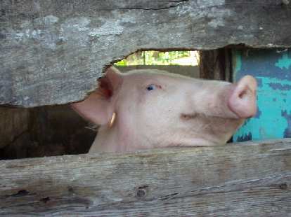 A happy pig.