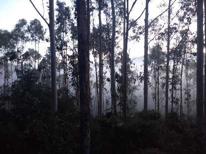 Fog through trees along the Camino de Fisterra in the early morning.