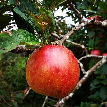 The region of Asturias, Spain is well known for sidra (cider) due to all of the apples here. I could literally reach up and grab one to eat in many parts of the Camino de Santiago.