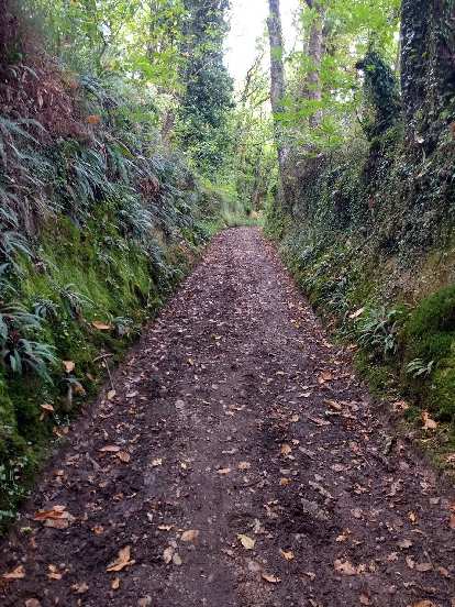 A dirt path with fallen leaves along a trail in La Bruña that connected the Camino del Norte with the Camino Primitivo.