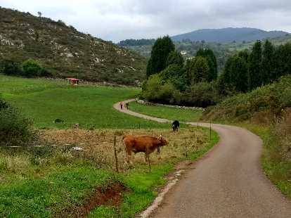 A cow greeted two cyclists on electric mountain bikes along the Camino Primitivo northwest of Escamplero, Spain.