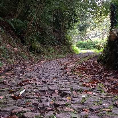 Cobblestones leading toward a tunnel of trees along the Camino Primitivo near Valduno, Spain.