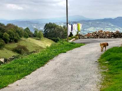 A dog walking by laundry near Fuejo, Spain.