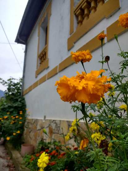 Orange flowers by a nice Spanish home in Llamas, Spain.