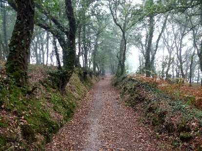 The Camino Primitivo with fallen leaves near Bacurín, Spain.