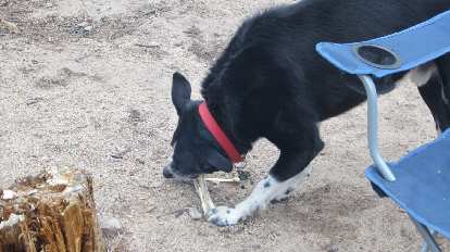Krista's dog Oso ("Bear" in Spanish) gnawing on some bones.