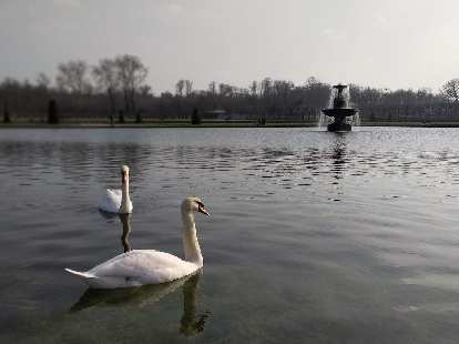 Swans on the lake outside the Château de Fontainbleau. Swans on the lake outside the Château de Fontainbleau.