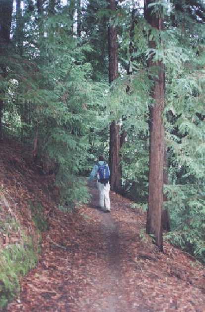A very isolated patch of redwoods!