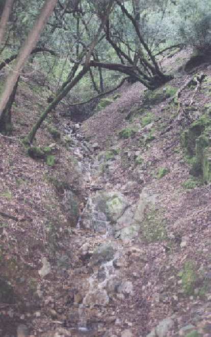 Mini water fall among mossy trees.