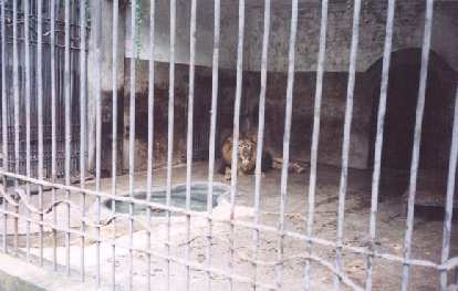 Lion... roar...