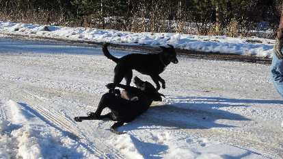 Oso and Danny skirmishing. Oso and Danny skirmishing.