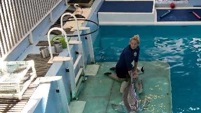 A dolphin handler performing physical therapy with Winter the dolphin.