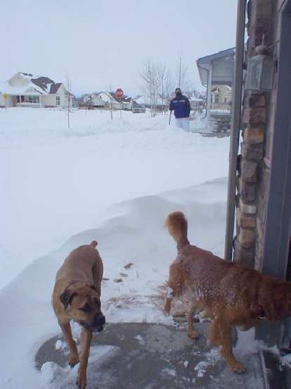 The neighbors' dogs were rather curious (even running around in my garage) as Dick looked on.