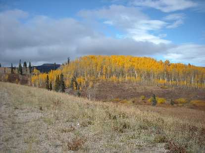 Pretty aspens 10 miles from Steamboat Springs.