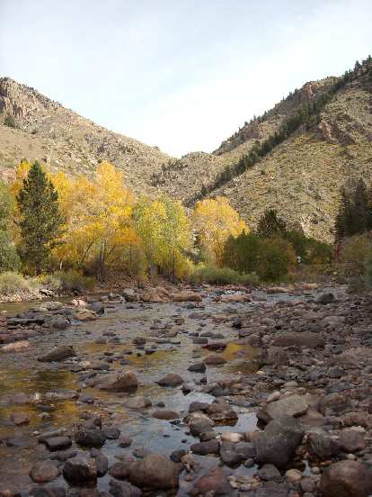 Fall colors on the Poudre River.