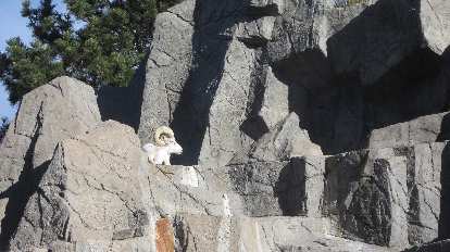 Ram at the Denver Zoo.