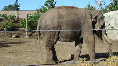 Elephant at the Denver Zoo.