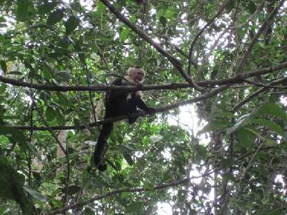 Monkey at Parque Nacional Cahuita. Photo: Tori. (21 Mar 2011) Monkey at Parque Nacional Cahuita.