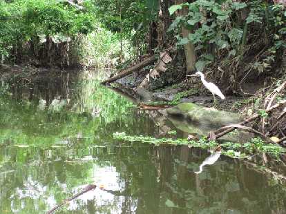 Photo: Snowy Egret on the canoe tour by the Sloth Sanctuary.