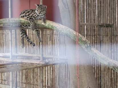 Margay cat at the Jaguar Rescue Center. Photo: Tori. Margay cat at the Jaguar Rescue Center.