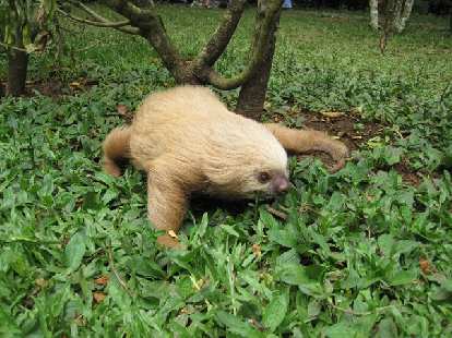 Runaway sloth at the Jaguar Rescue Center.  They can move quickly when they want to.