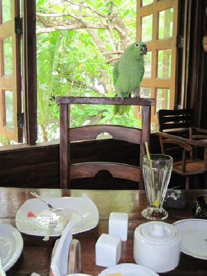 Verde, the multilingual parrot at breakfast in Cahuita. Photo: Tori. (21 Mar 2011) Verde, the multilingual parrot at breakfast in Cahuita.