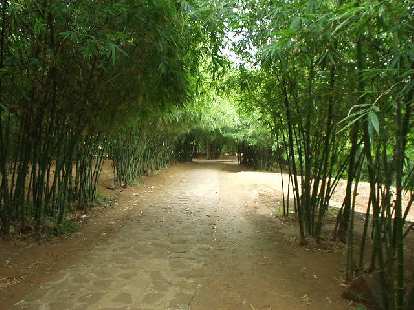 Dense bamboo forest over the Vin Moc tunnels.