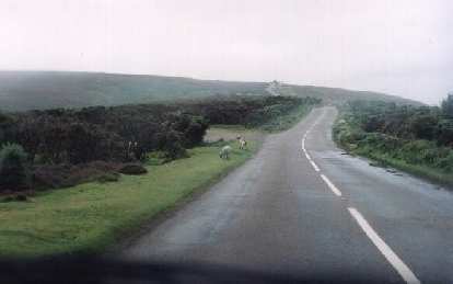 Sheep along A39.
