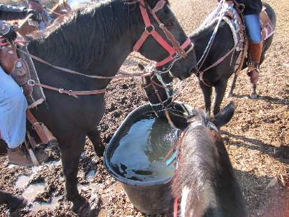 The horses were thirsty after the 90-minute tour. The horses were thirsty after the 90-minute tour.