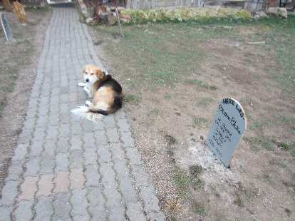 Dog by the makeshift graveyard at the Elkhorn Stables. Dog by the makeshift graveyard at the Elkhorn Stables.