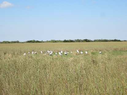 Birds in a meadow. Birds in a meadow.